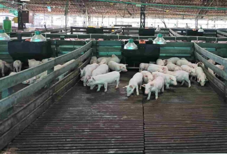 Zeolitas mejoran calidad del biogás hecho con estiércol porcino: Colombia