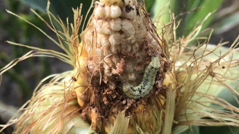 Internacional: La temperatura del suelo puede predecir la propagación de una plaga