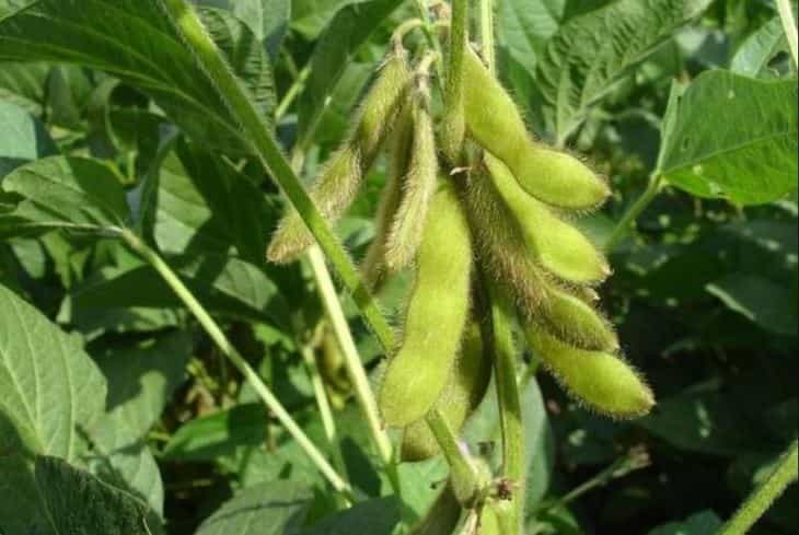Internacional: La soledad de la soja en EEUU alegrará el trigo de invierno