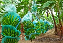 ECUADOR: Avanza control del moko en zonas bananeras de Los Ríos