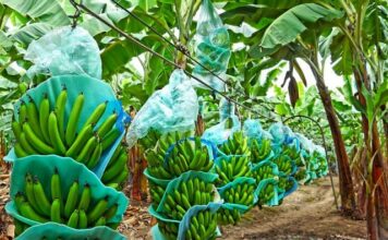 ECUADOR: Avanza control del moko en zonas bananeras de Los Ríos