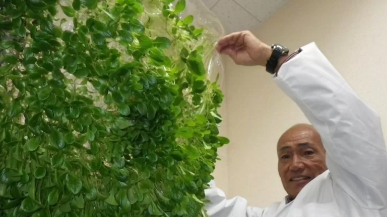 Cómo Japón está revolucionando la agricultura sin tierra ni trabajadores