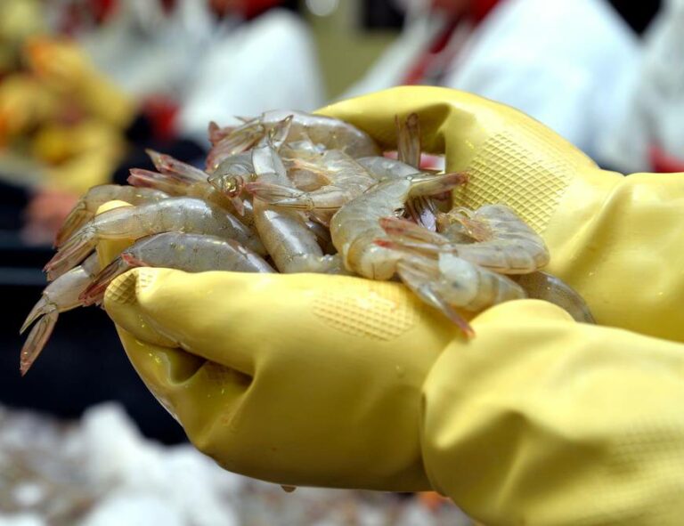 Pabellón ecuatoriano ‘First Class Shrimp’ marcarà historia en la Seafood Expo North America de Boston”