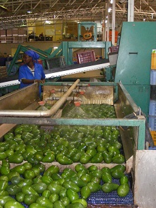 Internacional: El sector sudafricano del aguacate, paralizado por la excesiva dependencia de un único mercado de exportación
