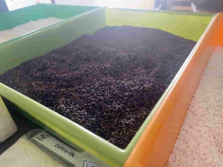 Internacional- ÓNIX INIA: la primera variedad chilena de arroz negro