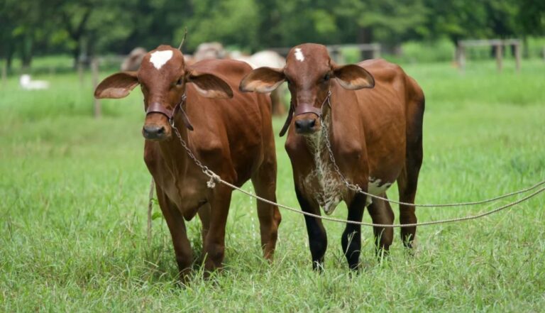 Internacional: Ica modificó la entrada en vigencia de las medidas sanitarias para la brucelosis bovina