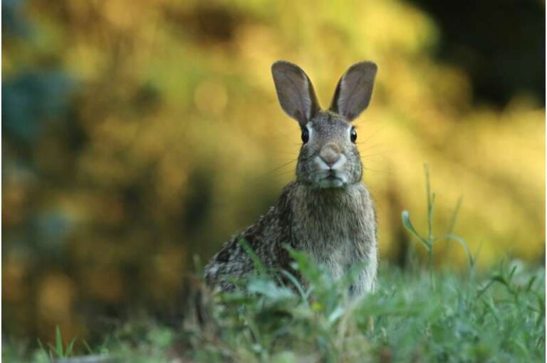 El virus del conejo ha evolucionado para volverse más mortal, según una nueva investigación