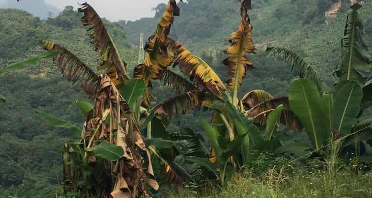 Internacional: La nueva enfermedad del banano se está propagando y representa una amenaza para la seguridad alimentaria de África