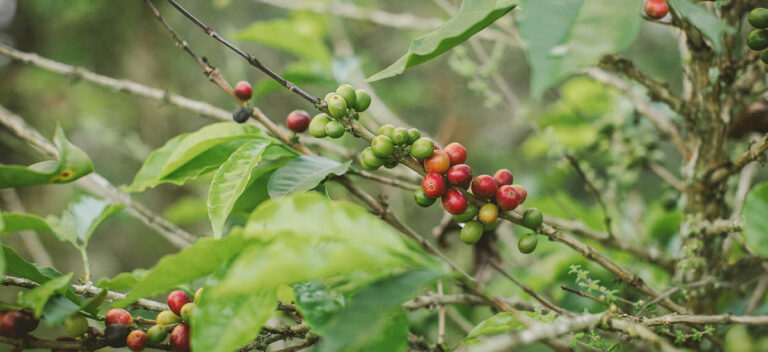 Internacional: La cosecha cafetera de 2022 valdría $13 billones