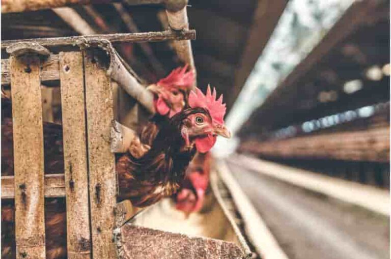 Internacional: Holanda sacrifica 300.000 pollos tras brote de gripe aviar