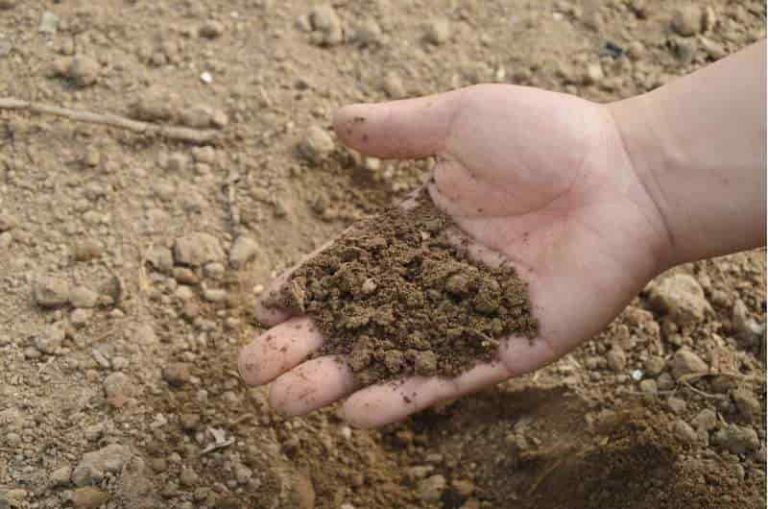 Cómo los agricultores podrían fertilizar de manera más eficiente