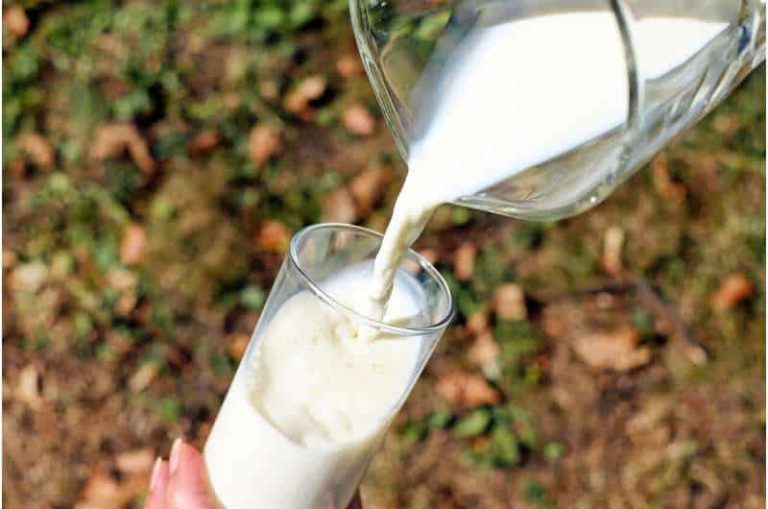Internacional: ¿La leche basada en células cambiará la industria láctea? Este laboratorio de California podría abrir el camino