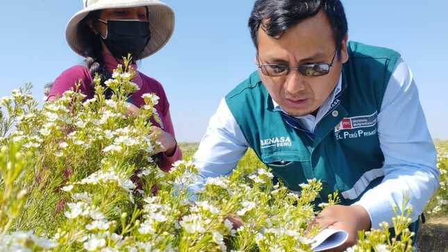 Internacional: Perú inicia exportación de flores a Colombia