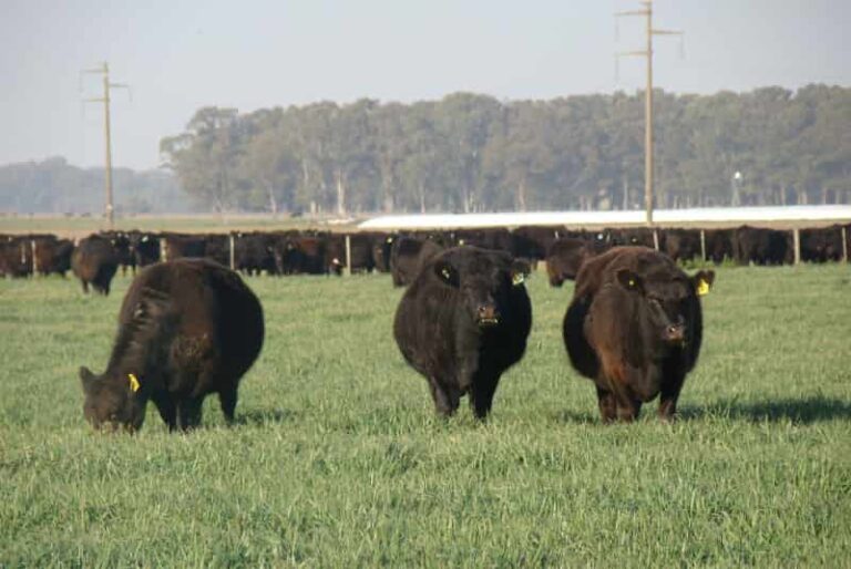 Cuáles son las principales enfermedades que causan abortos en rodeos para carne