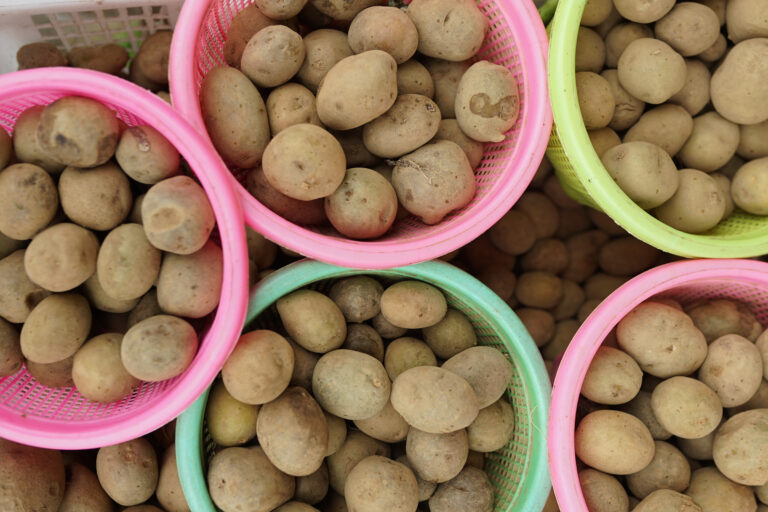 Internacional: Se estima que la producción de papas caerá en Perú un 7,4% en la campaña 2022/23