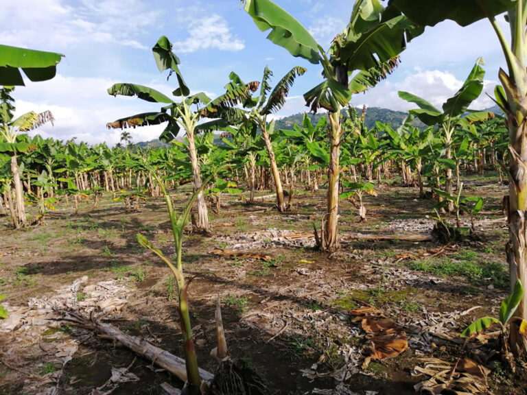 Internacional Colombia: Hallan nuevas especies de parásito letal que ataca el plátano y el banano
