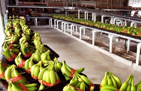 Internacional: El volumen de banana desciende un 20% en México y Centroamérica