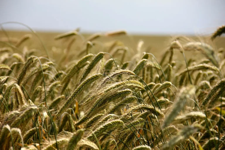Internacional: El acuerdo para exportar cereales de Ucrania se amplía cuatro meses