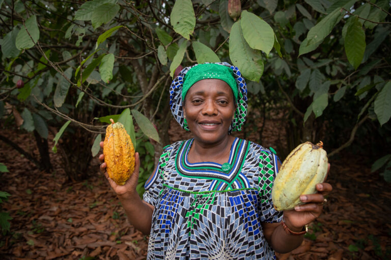 Internacional: La Organización Internacional del Cacao y el IICA lanzan una iniciativa para abordar el tema de los niveles de cadmio en el cacao en américa latina y el caribe