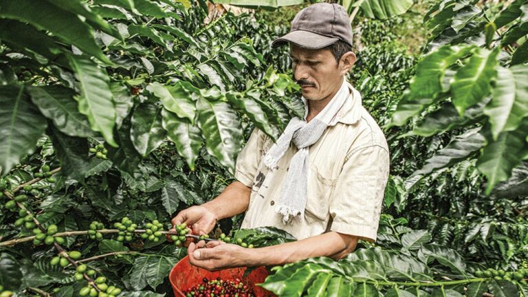 Internacional Colombia: Cayó la producción de café en Colombia: Federación Nacional de Cafeteros hace llamado urgente a caficultores