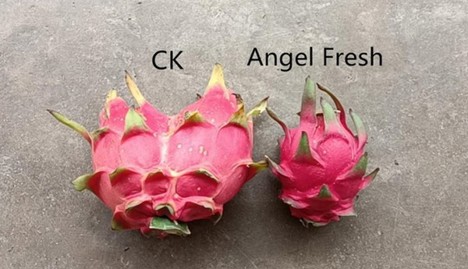 Internacional: “Esperamos prolongar la vida útil de la pitahaya en un 50%”