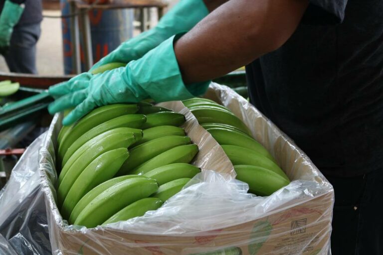 Recuperación y crecimiento en las exportaciones de banano de Ecuador