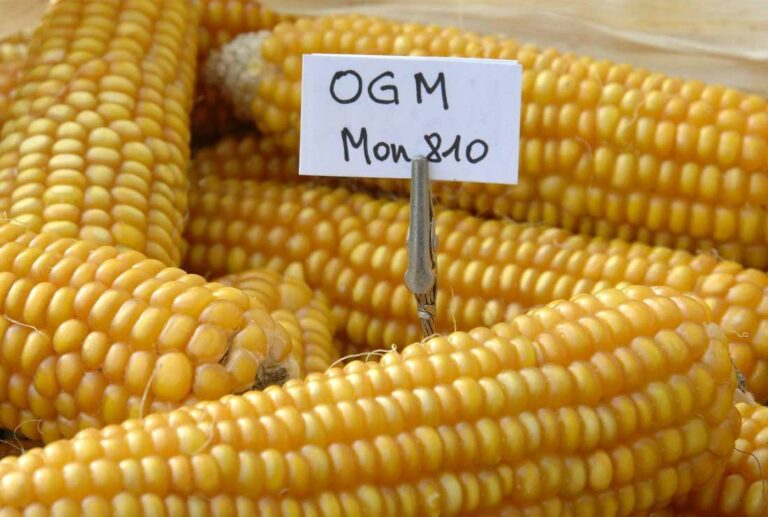 Internacional: Dejar de importar maíz amarillo GMO, supondría una violación para el T-MEC y provocaría escasez alimentaria