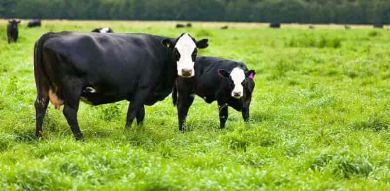Zelanda podría ‘elaborar’ nuevos alimentos para reducir las emisiones agrícolas