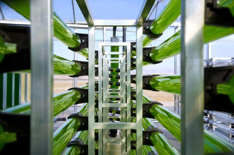 Internacional: Insectos, proteína vegetal y algas marcan el camino futuro de la agricultura