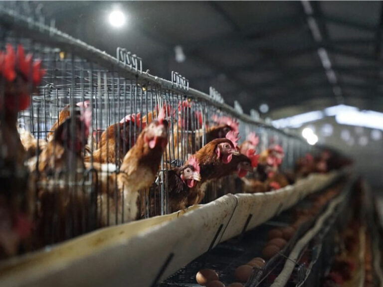INTERNACIONAL: La proteína animal en la producción avícola reduce la mortalidad de las gallinas ponedoras en un nuevo ensayo