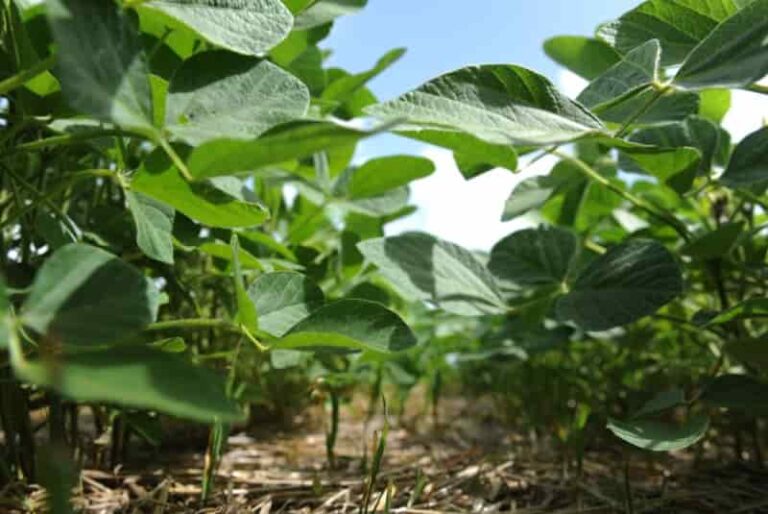 Internacional Argentina-Soja: bioinoculantes incrementan la calidad y reducen emisiones
