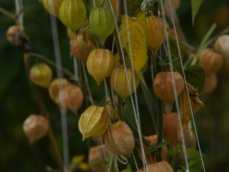 Internacional: AGROSAVIA busca mitigar los efectos del Fusarium en los cultivos de uchuva para el beneficio de los pequeños agricultores