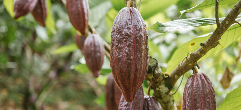 Internacional Colombia: Bacterias evitarían que el cadmio llegue a las plantas de cacao