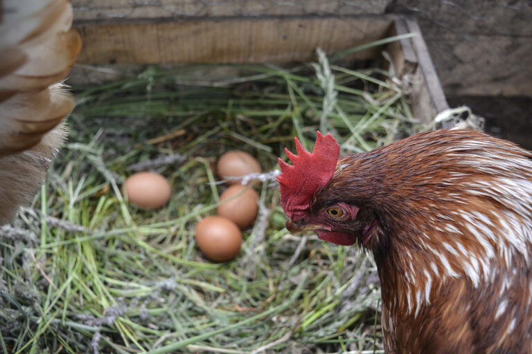 Matemáticas, aliadas de los avicultores para que las gallinas marrones pongan más huevos