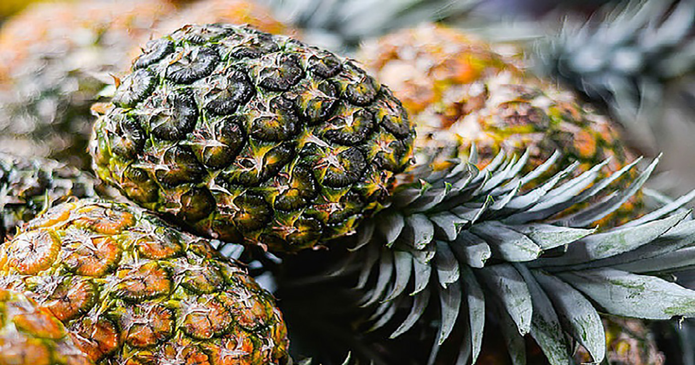 Vida útil de la piña en rodajas se calcula con modelo matemát