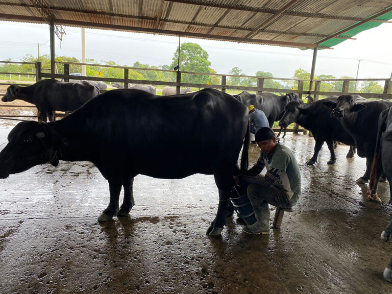 En Tame, asociación de pequeños productores ya ofrecen leche 0 % peróxido de hidrógeno