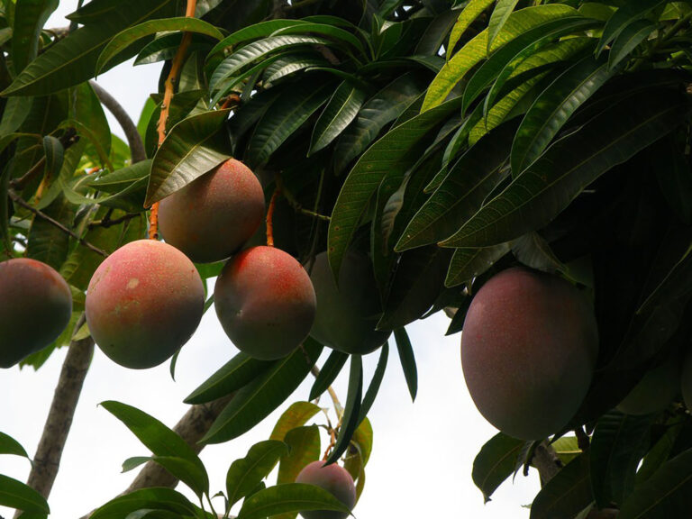 Internacional: Con radiación, el mango se contamina menos y dura más