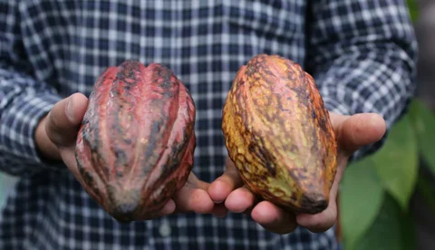 Internacional Colombia: En subasta histórica se vendió un micro lote de 100 kilos de cacao en $32.000 cada uno