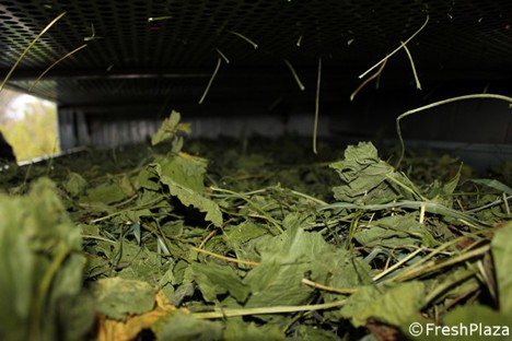 Internacional: Plantas aromáticas y medicinales ecológicas para diversas industrias y compradores europeos