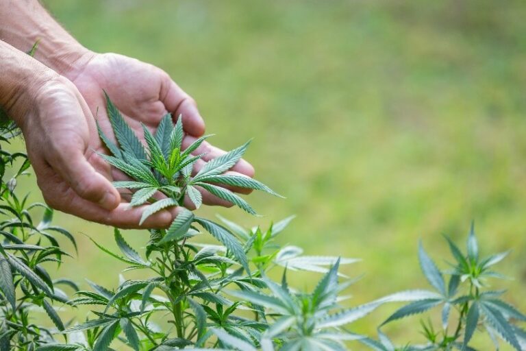 El cáñamo muestra un gran potencial como insecticida natural