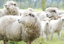 La lana de oveja revive los suelos agrícolas