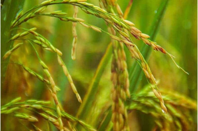 Internacional: Nueva aplicación identifica la enfermedad del arroz en etapas tempranas