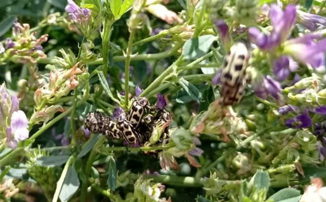 Internacional: Alerta por 7 de Oro, el insecto que mata a los animales