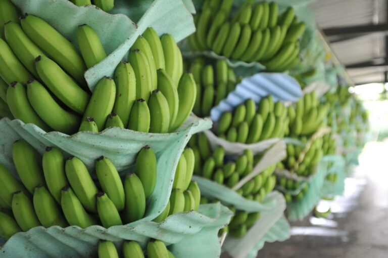 Internacional: Bananeros orgánicos peruanos proyectan duplicar las exportaciones a Chile