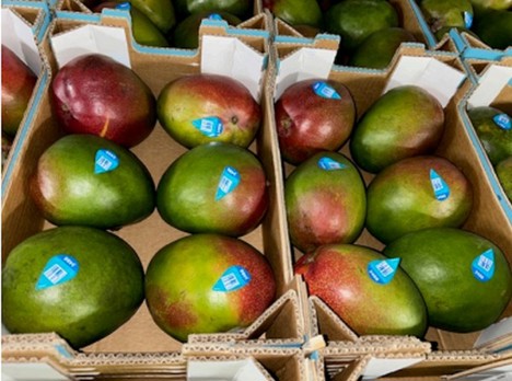 Internacional: “La temporada de mango peruano ha sido una de las más pobres de los últimos años”