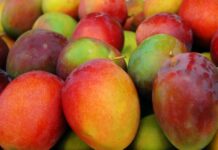 Resumen del mercado global del mango