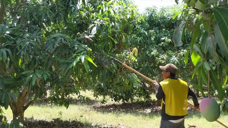 Internacional: Sudamérica despacha mayores volúmenes de mango a los EE. UU. esta temporada