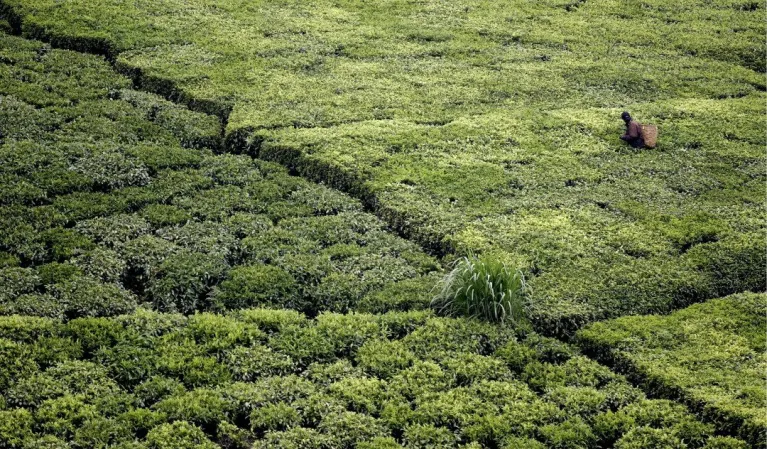 Internacional: La ONU alerta del aumento de la inseguridad alimentaria con el cambio climático