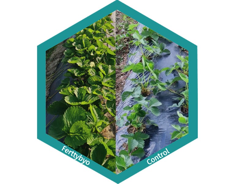 plantas