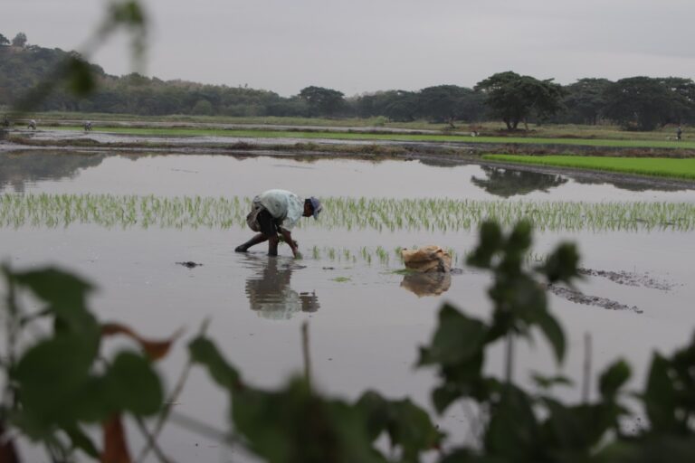 ECUADOR: Exportación de arroz alivia inventarios, no la crisis, según los productores